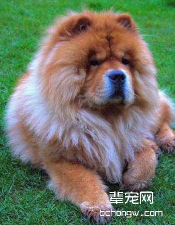 松狮犬
