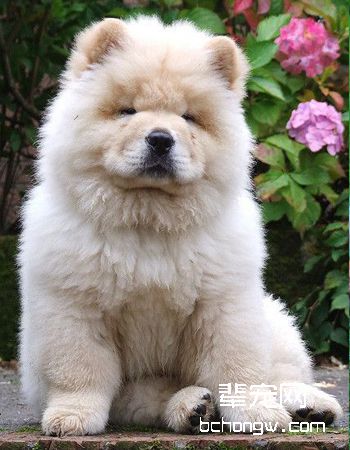松狮犬