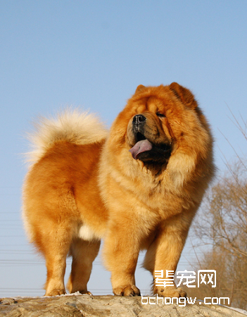 松狮犬