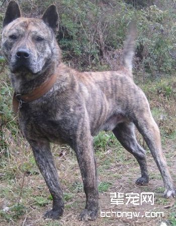 下司犬
