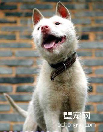 下司犬