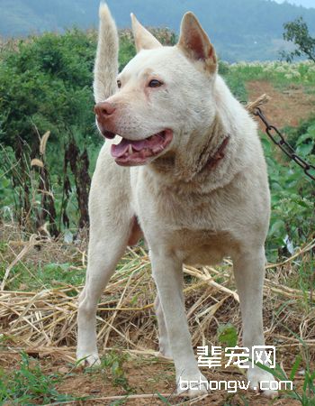 下司犬