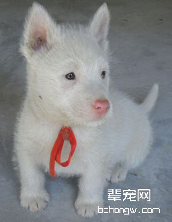 下司犬