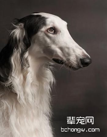 波索尔/俄罗斯猎狼犬