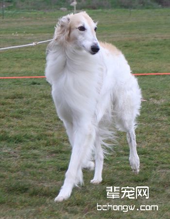 波索尔/俄罗斯猎狼犬