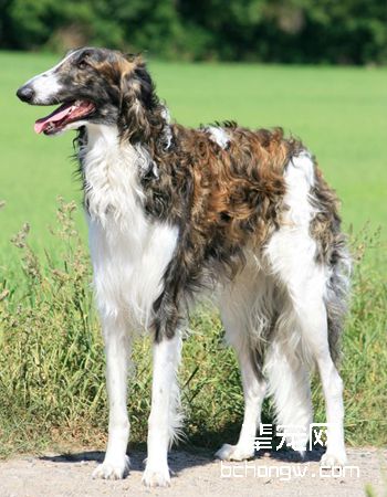 波索尔/俄罗斯猎狼犬