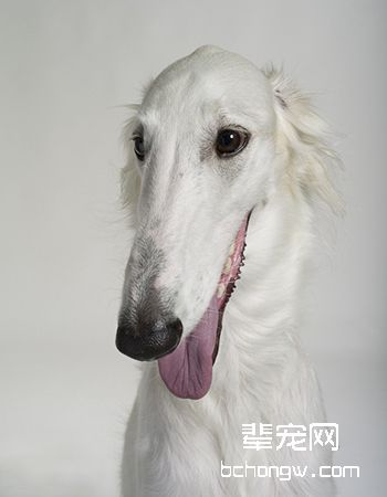 波索尔/俄罗斯猎狼犬