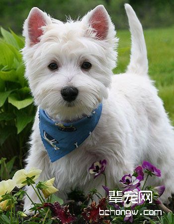 西部高地白梗