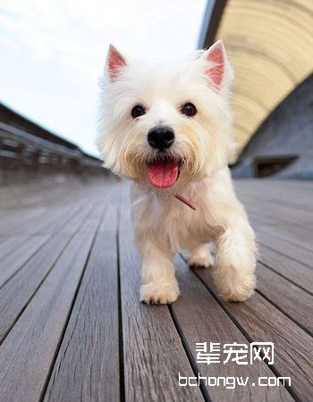 西部高地白梗