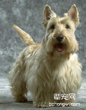 苏格兰梗