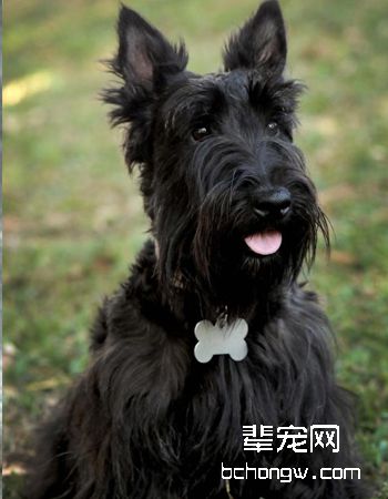 苏格兰梗