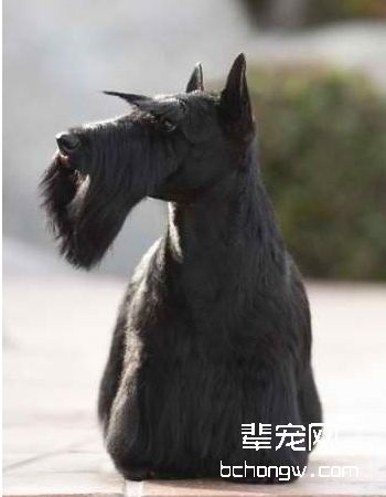 苏格兰梗