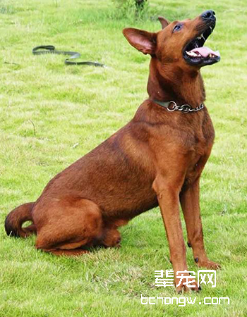 苏联红犬