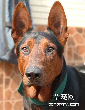 苏联红犬