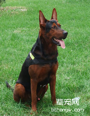 苏联红犬