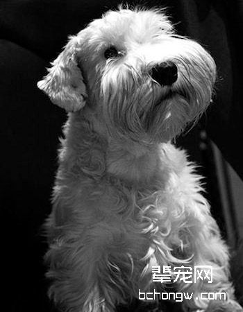 西里汉梗