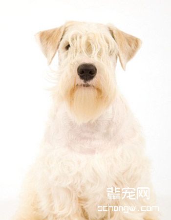西里汉梗