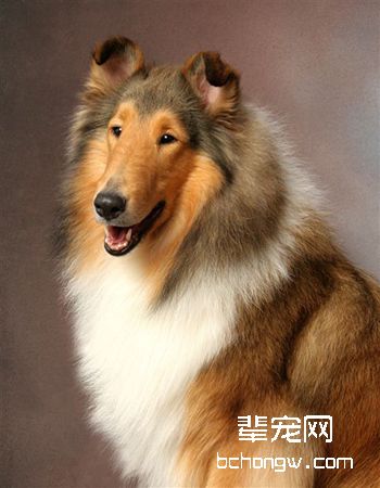 苏牧/苏格兰牧羊犬