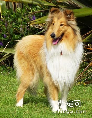 苏牧/苏格兰牧羊犬