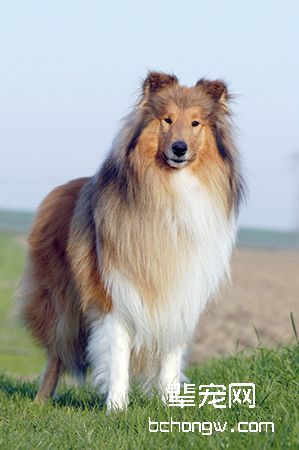 苏牧/苏格兰牧羊犬