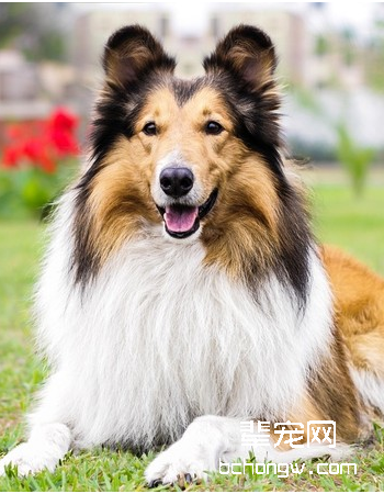 苏牧/苏格兰牧羊犬