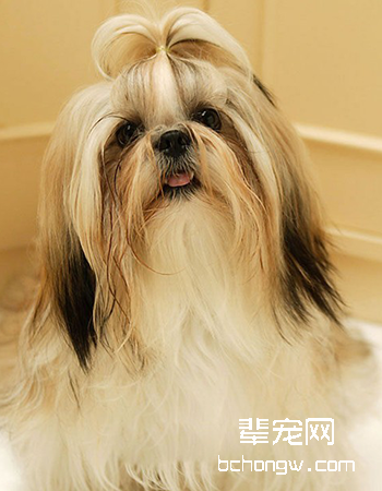 西施犬