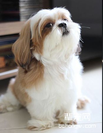 西施犬
