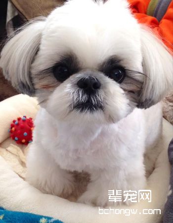 西施犬