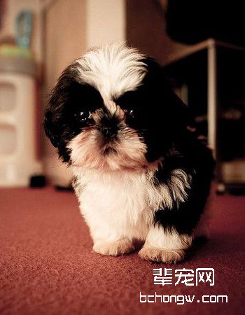 西施犬