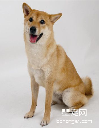 中华田园犬