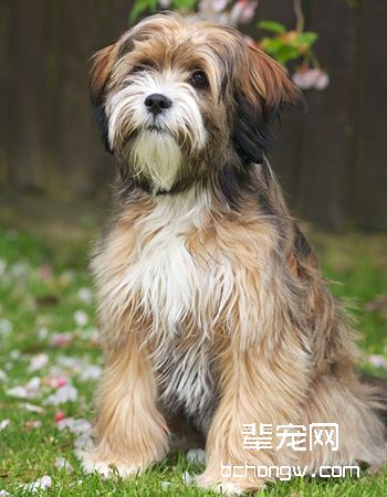 西藏梗