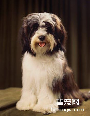 西藏梗