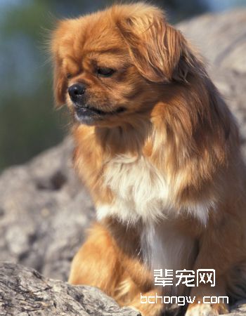 西藏猎犬