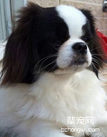 西藏猎犬