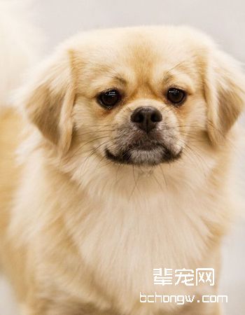 西藏猎犬