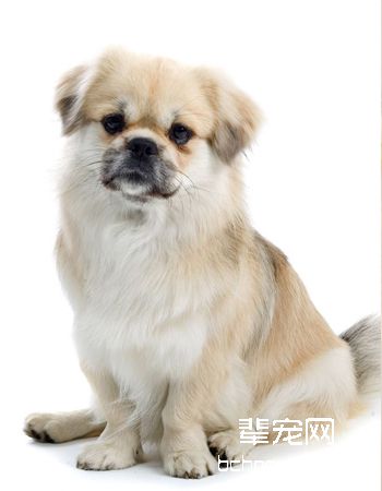 西藏猎犬