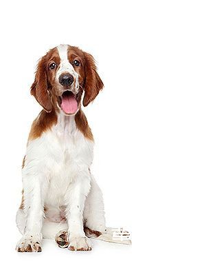 威尔士史宾格猎犬