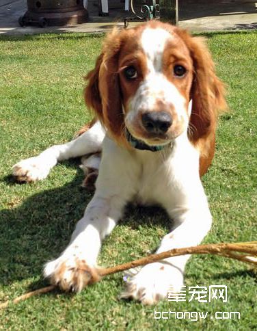 威尔士史宾格猎犬