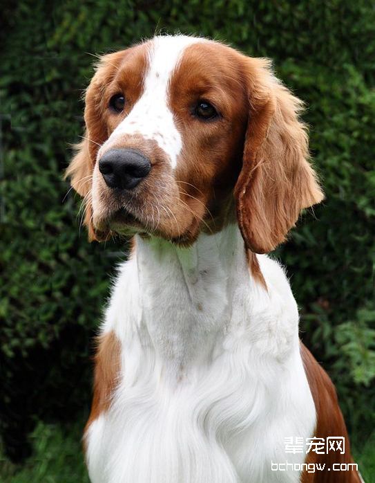 威尔士史宾格猎犬