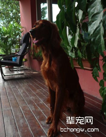 爱尔兰雪达犬/红雪达