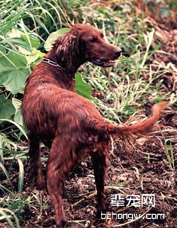 爱尔兰雪达犬/红雪达