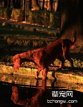爱尔兰雪达犬/红雪达