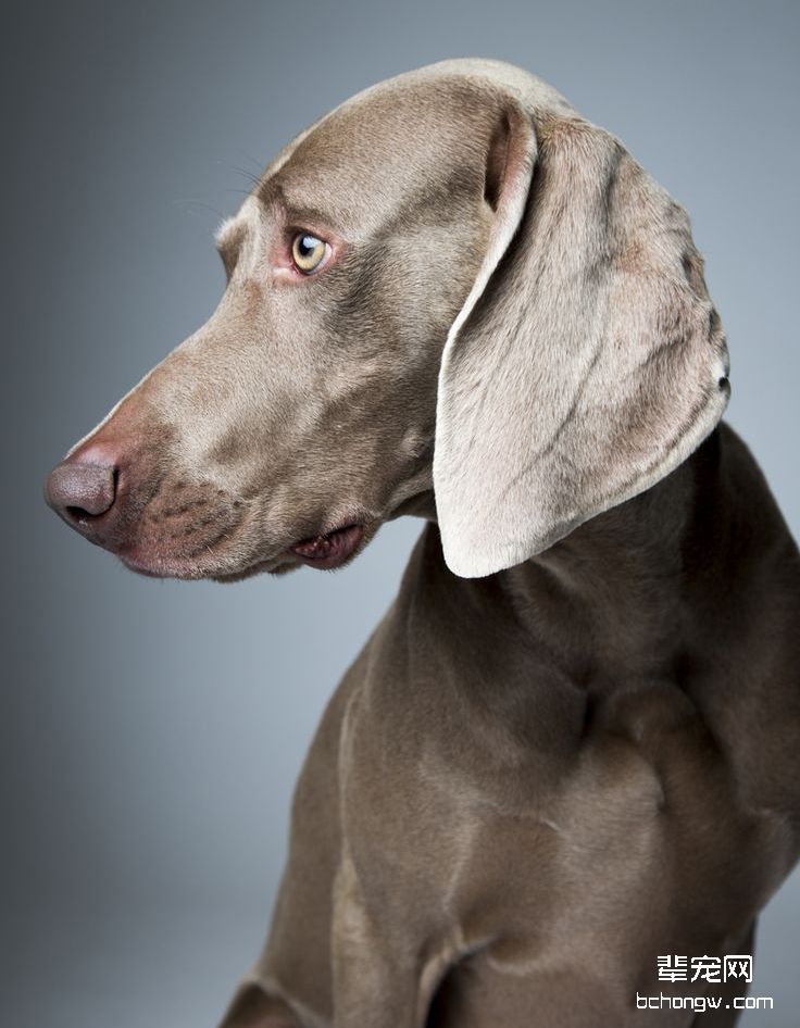 德国魏玛犬/威玛猎犬