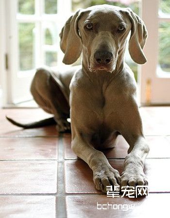 德国魏玛犬/威玛猎犬