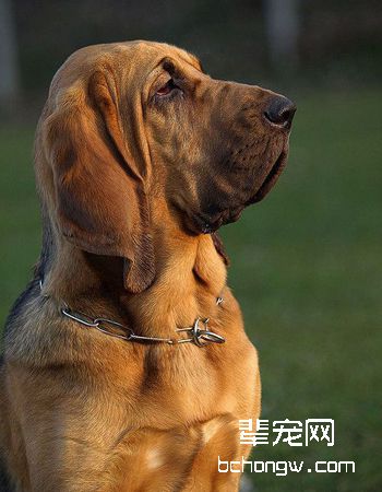 寻血猎犬