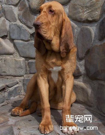 寻血猎犬