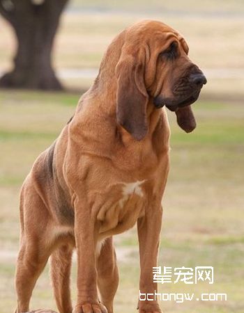 寻血猎犬