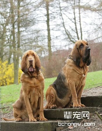 寻血猎犬