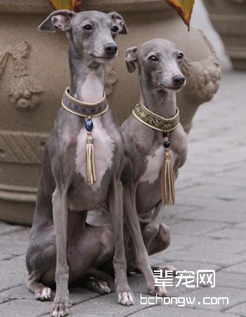 意大利灵缇犬
