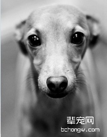 意大利灵缇犬